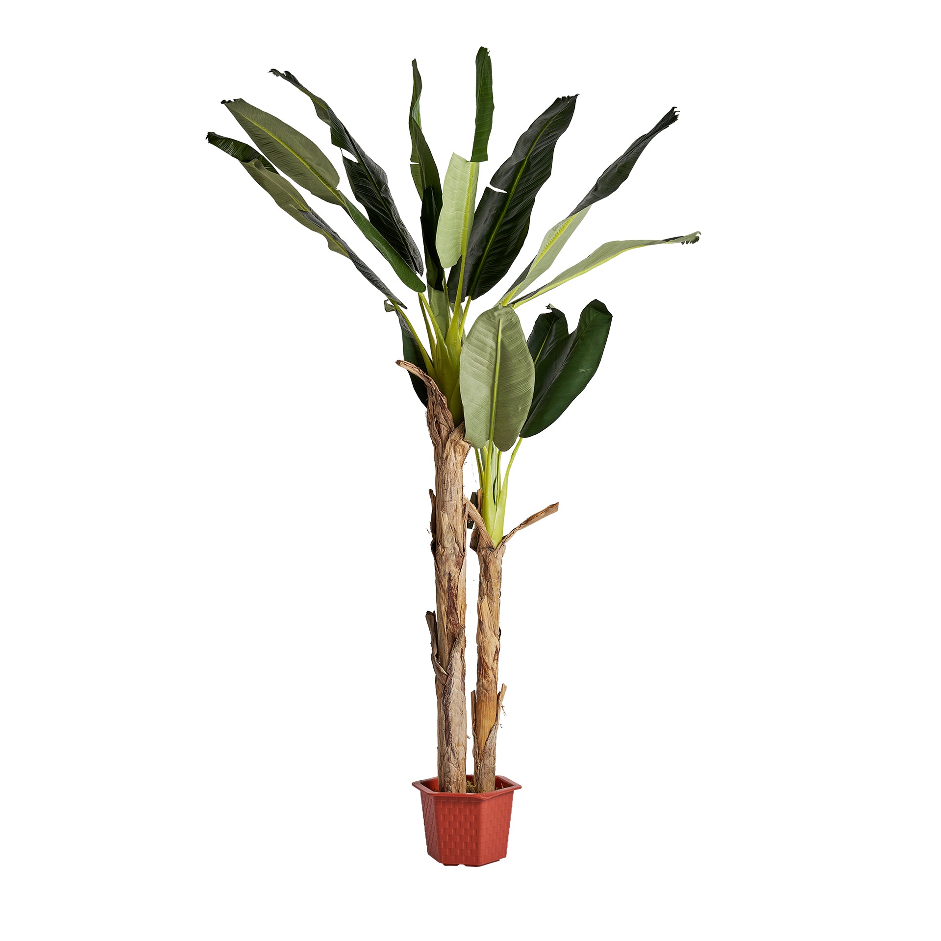 Bananero Shabby Chic Artificial Plant - Green Banana Tree