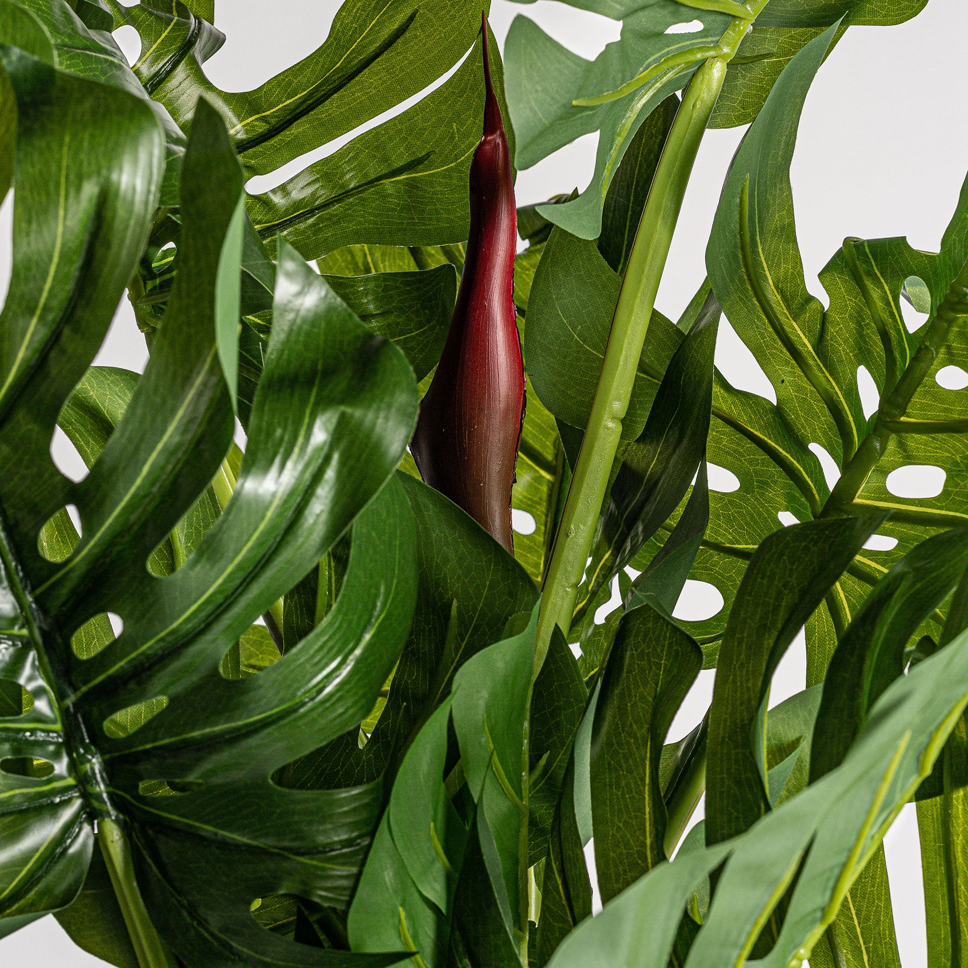 SPLIT PHILO PLANT