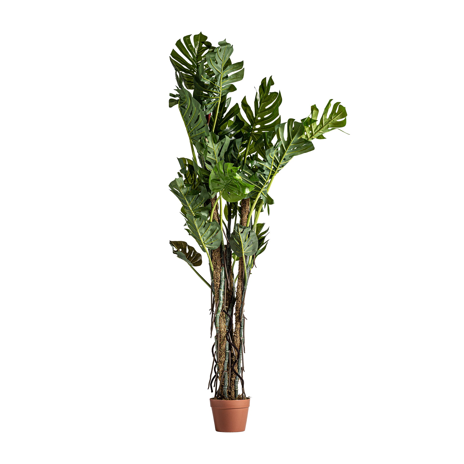 SPLIT PHILO PLANT