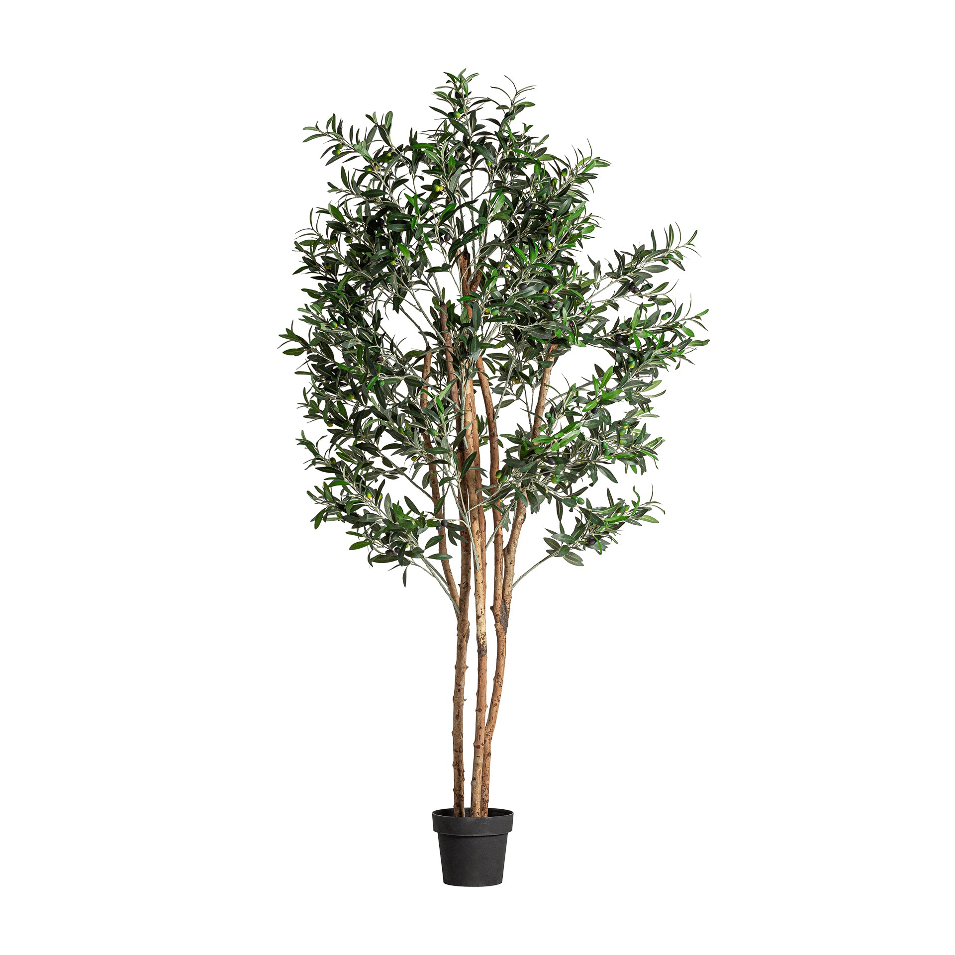 OLIVO PLANT