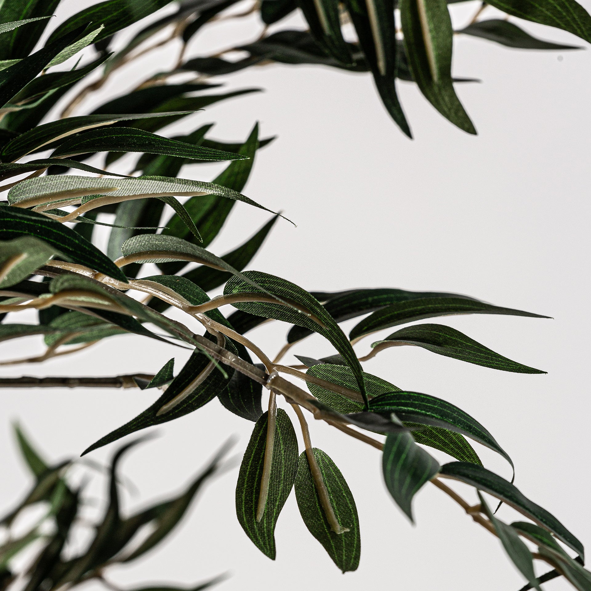 HELECHO PLANT