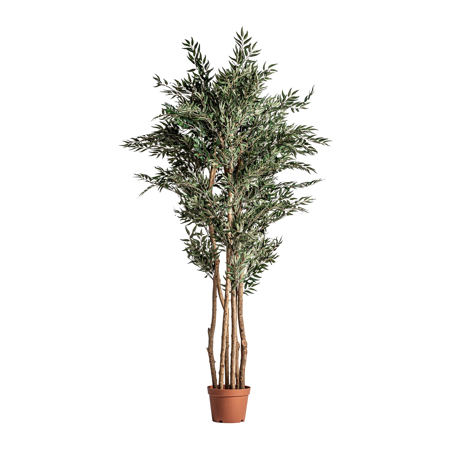HELECHO PLANT
