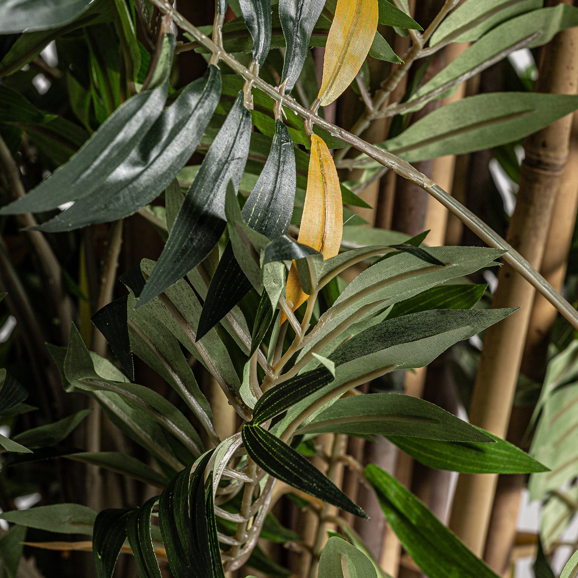 BAMBÚ PLANT