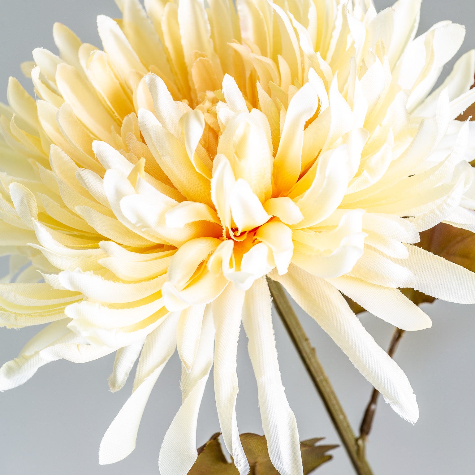 CRISANTEMA FLOWER