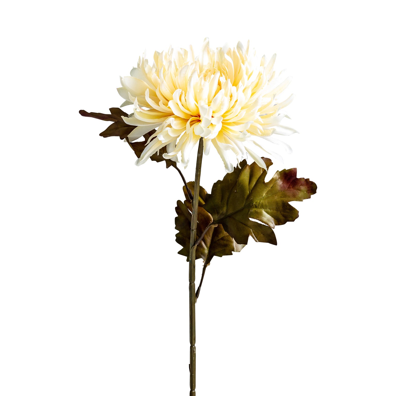 CRISANTEMA FLOWER