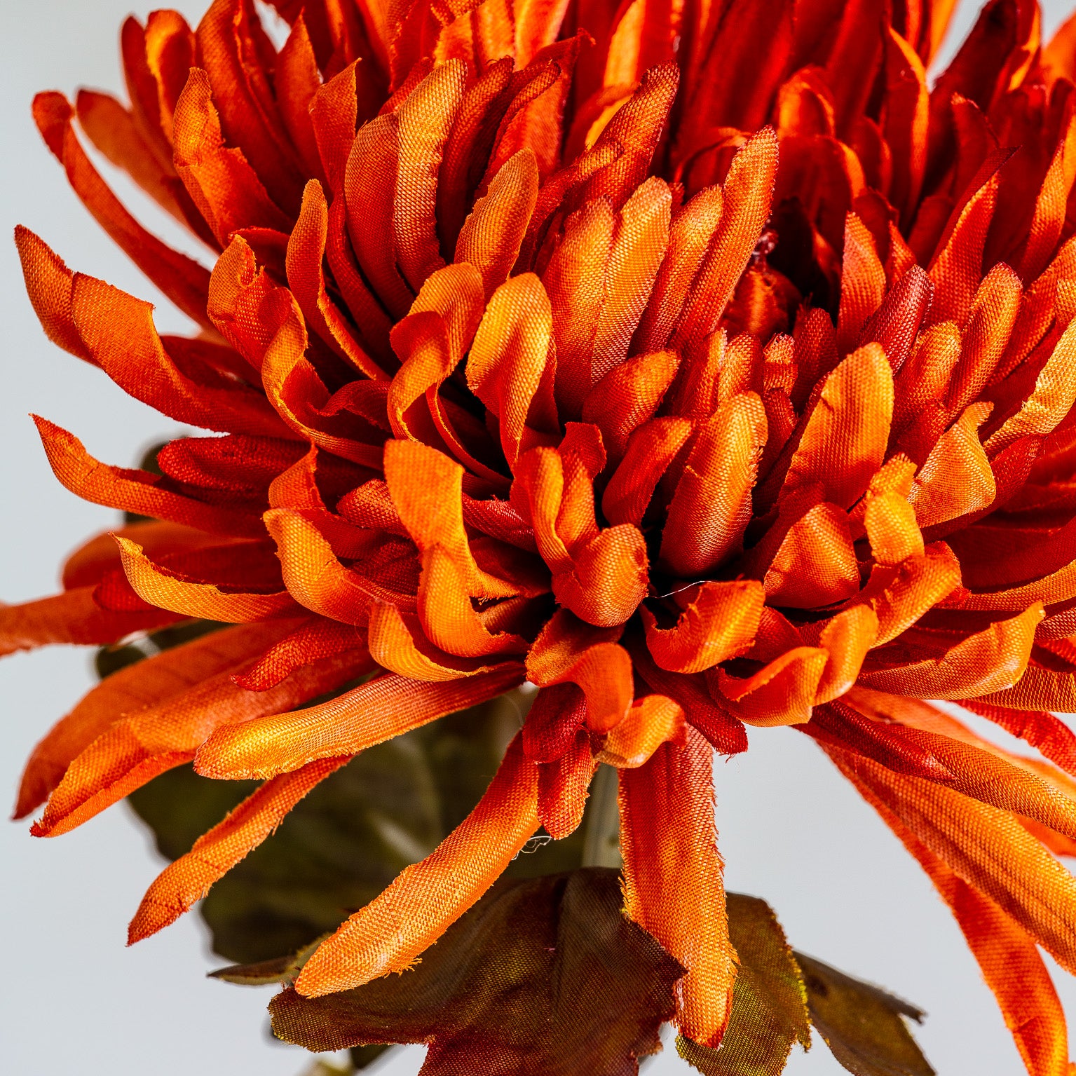 CRISANTEMA FLOWER