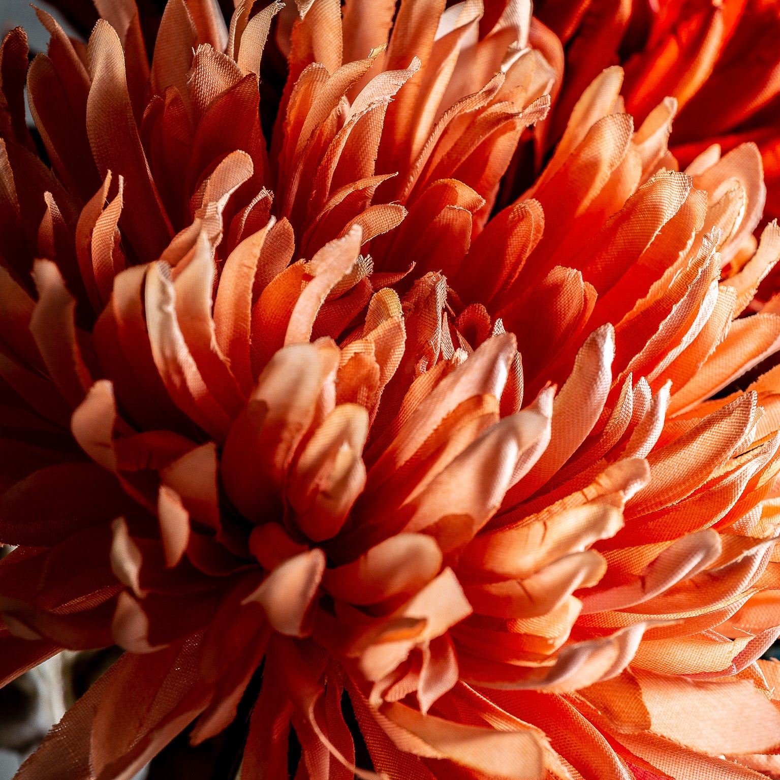 CRISANTEMA FLOWER
