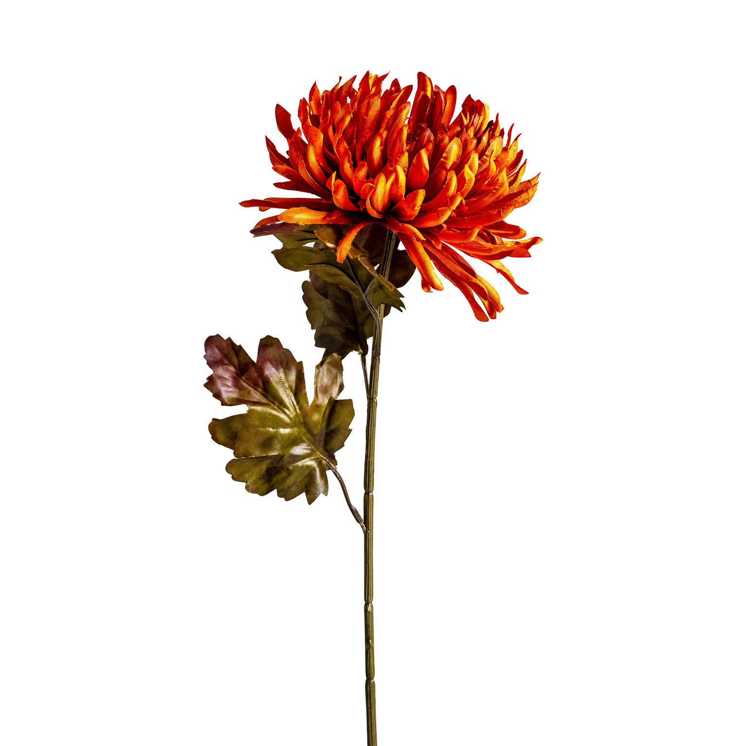 CRISANTEMA FLOWER