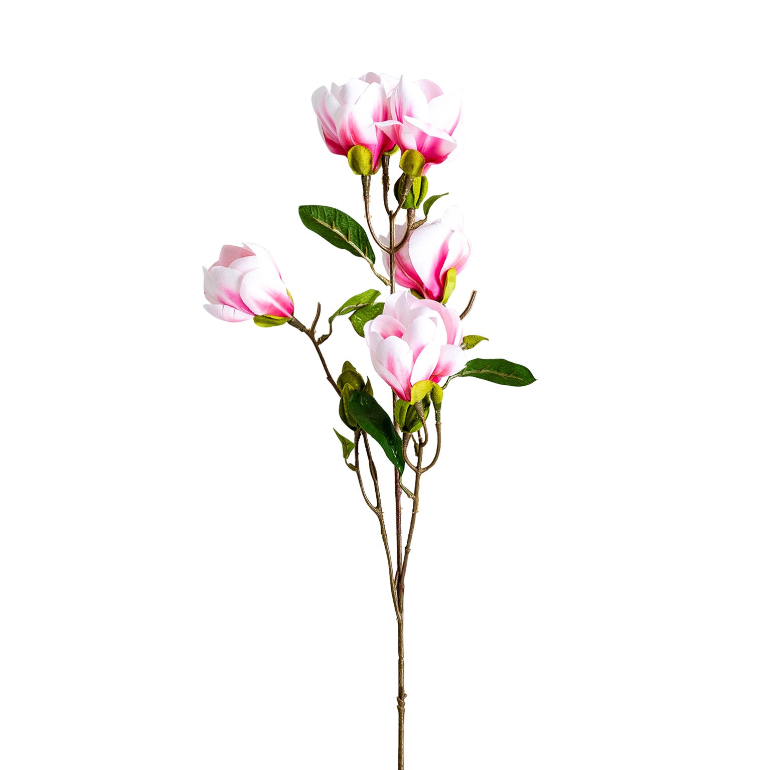 MAGNOLIA FLOWER