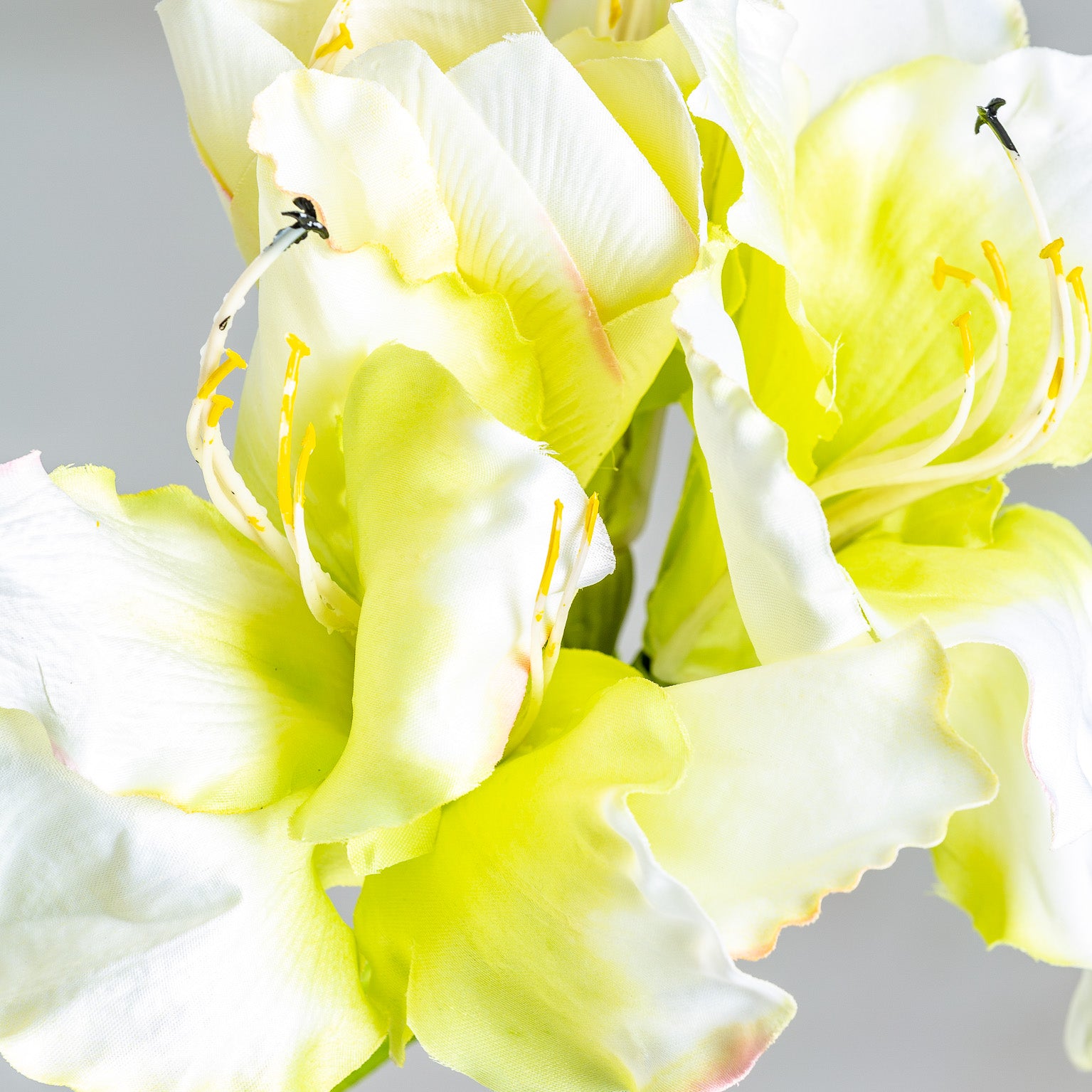 AMARYLLIS FLOWER