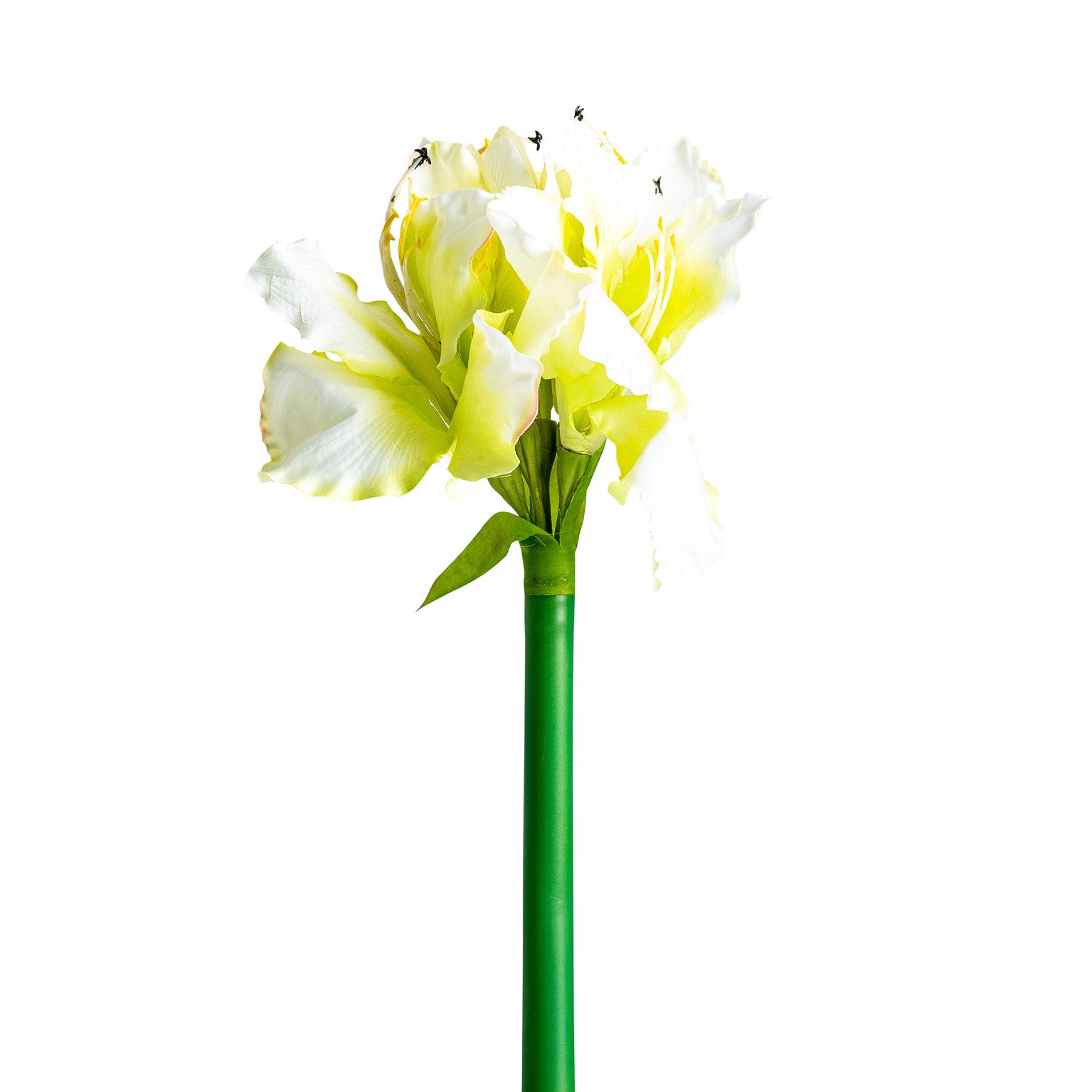 AMARYLLIS FLOWER