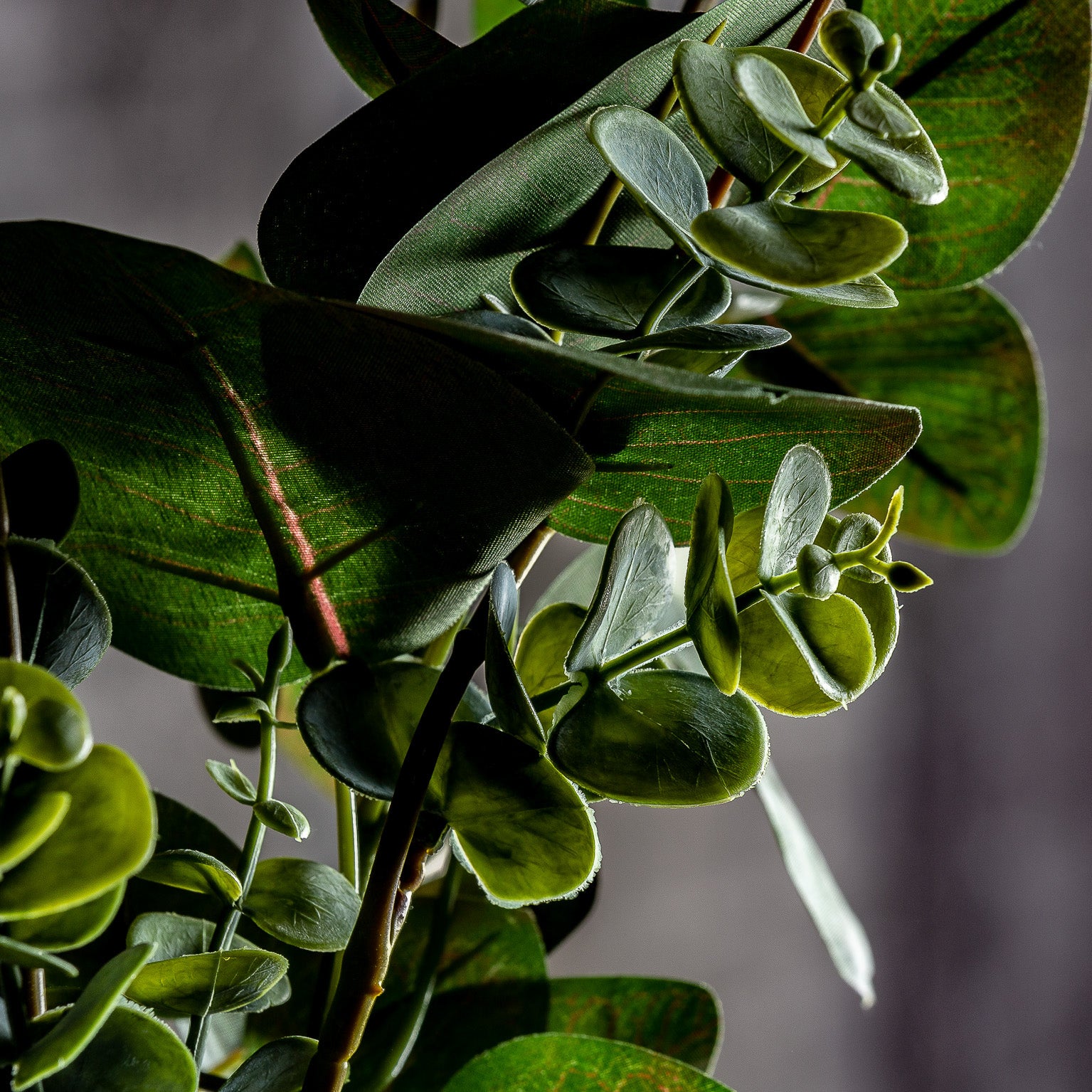 RAMAS PLANT