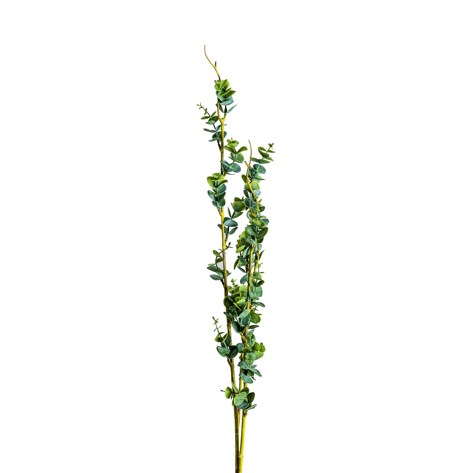 RAMAS PLANT