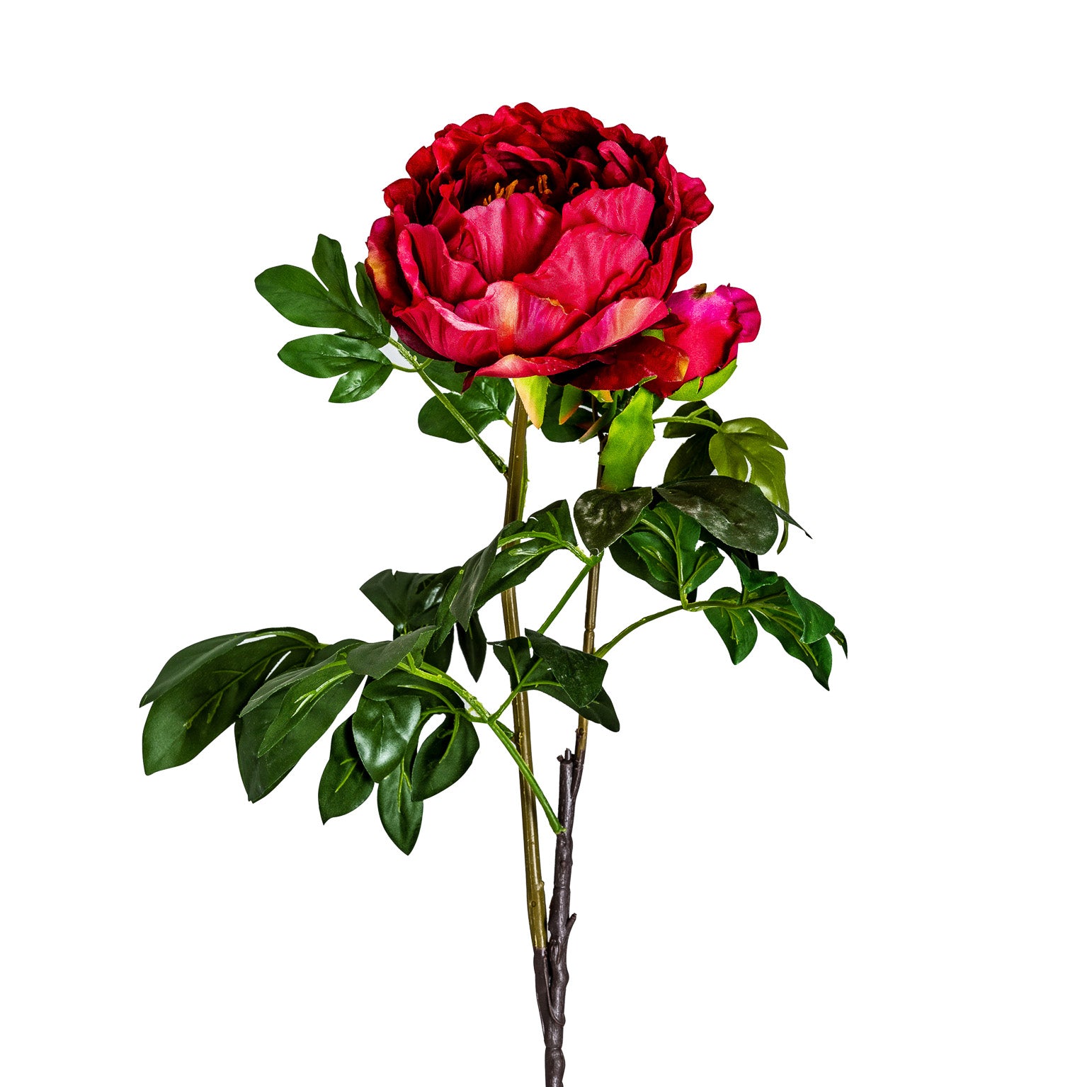PEONIA FLOWER