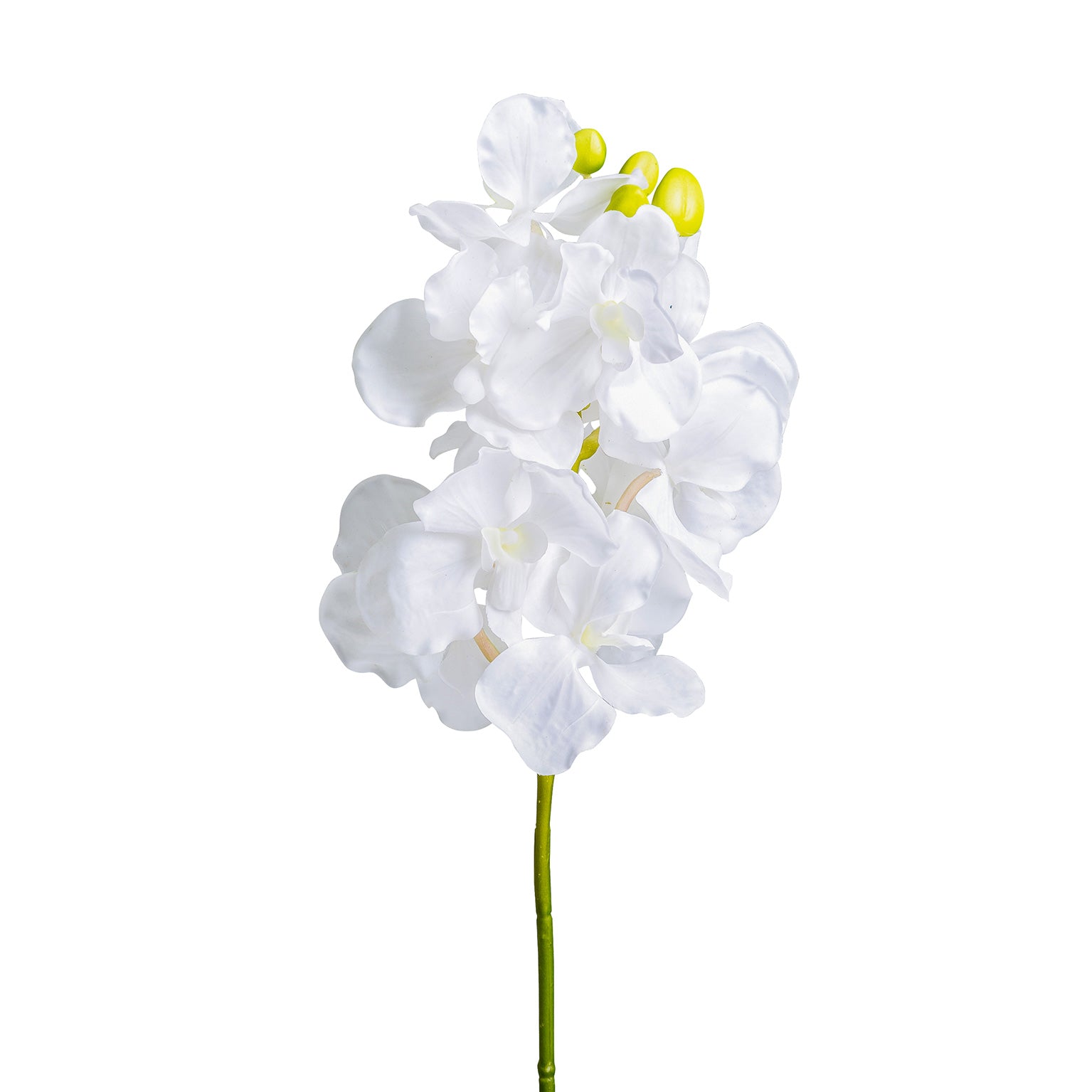 AZAHAR FLOWER