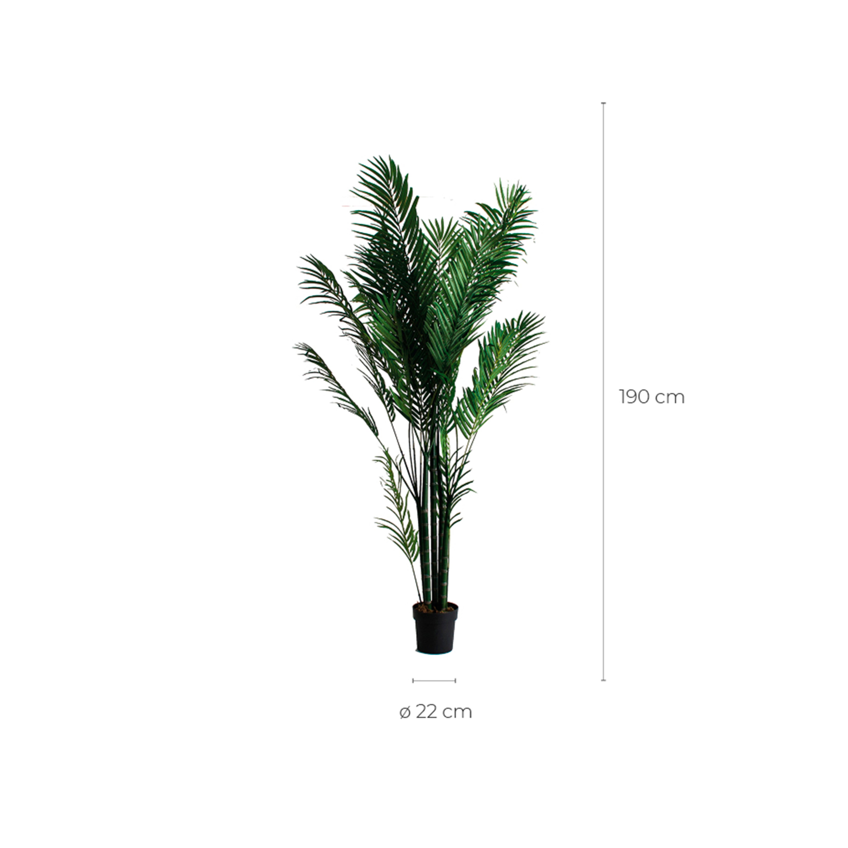 PALMERA PLANT