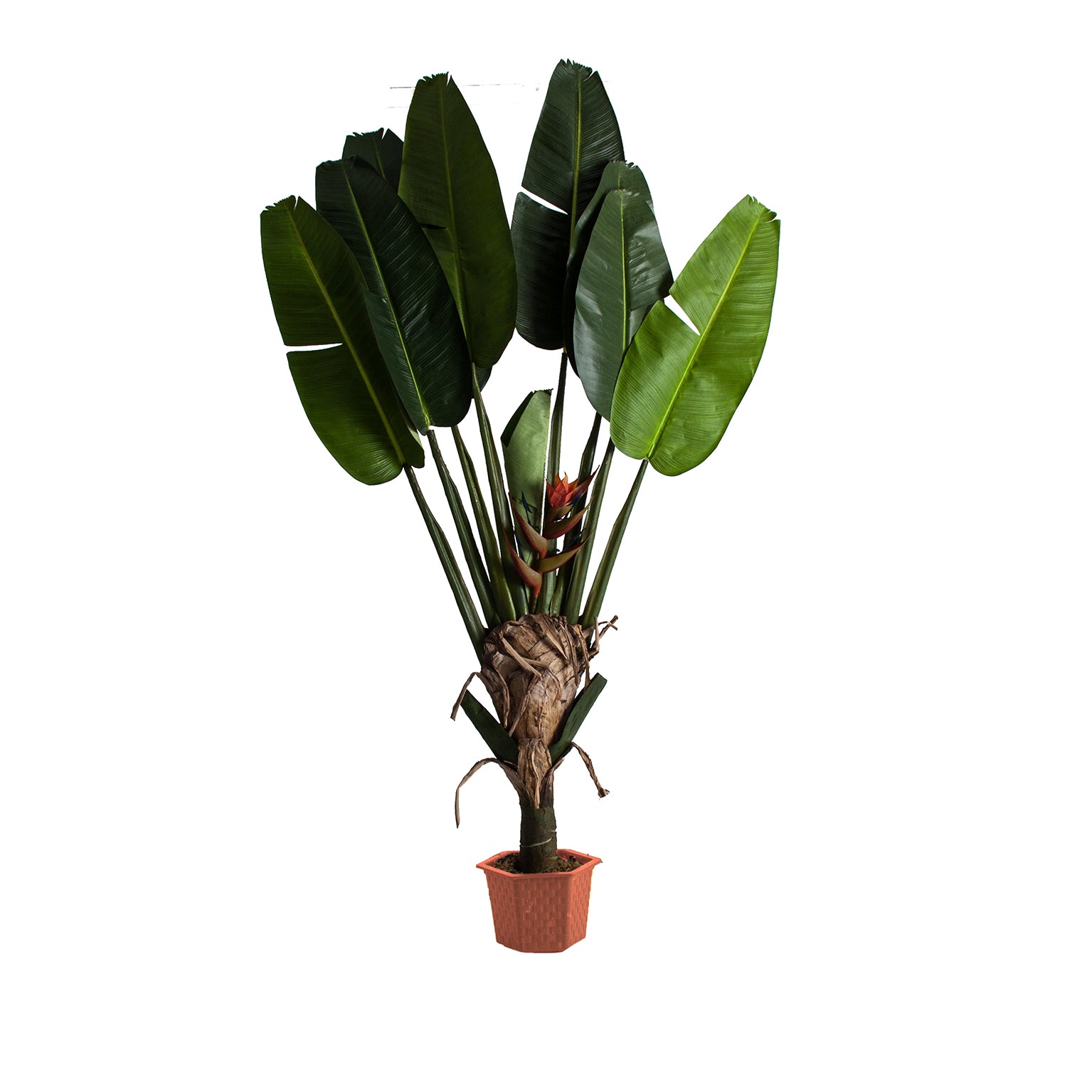 PARADISE PLANT