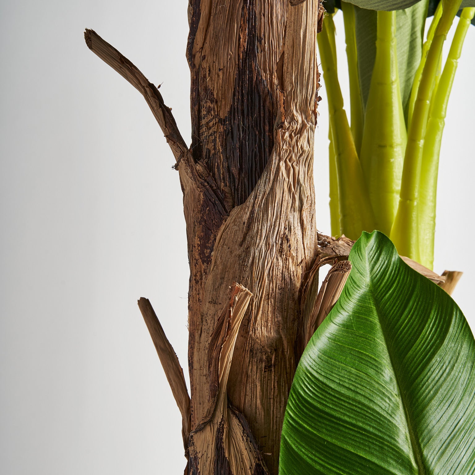 PLATANERO PLANT