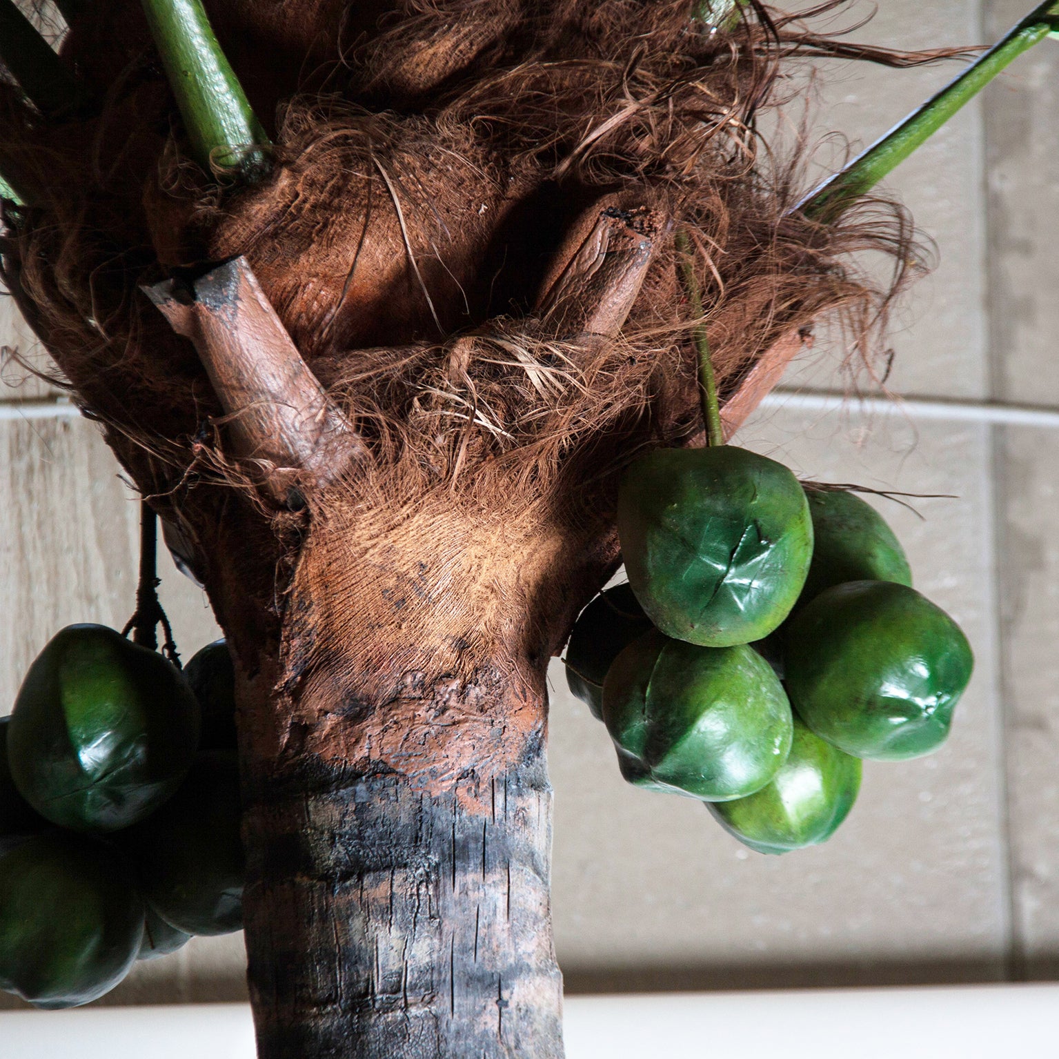 PALMERA PLANT