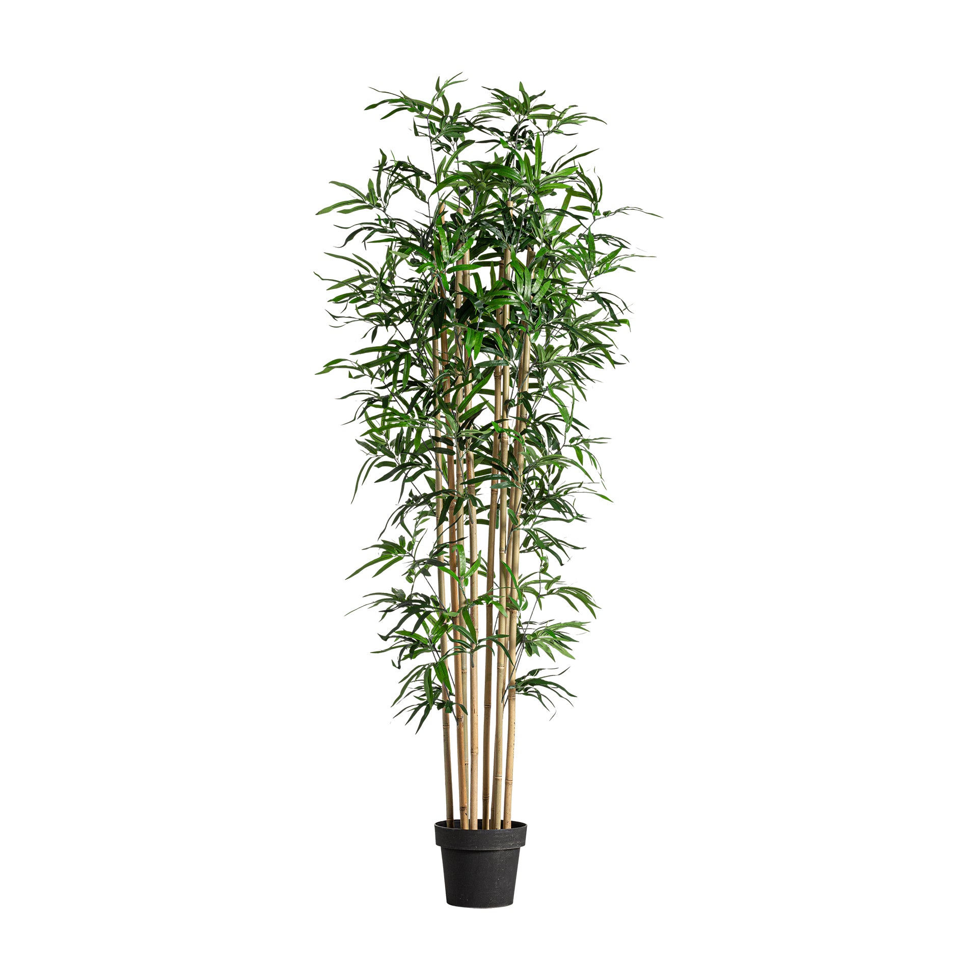 BAMBÚ PLANT