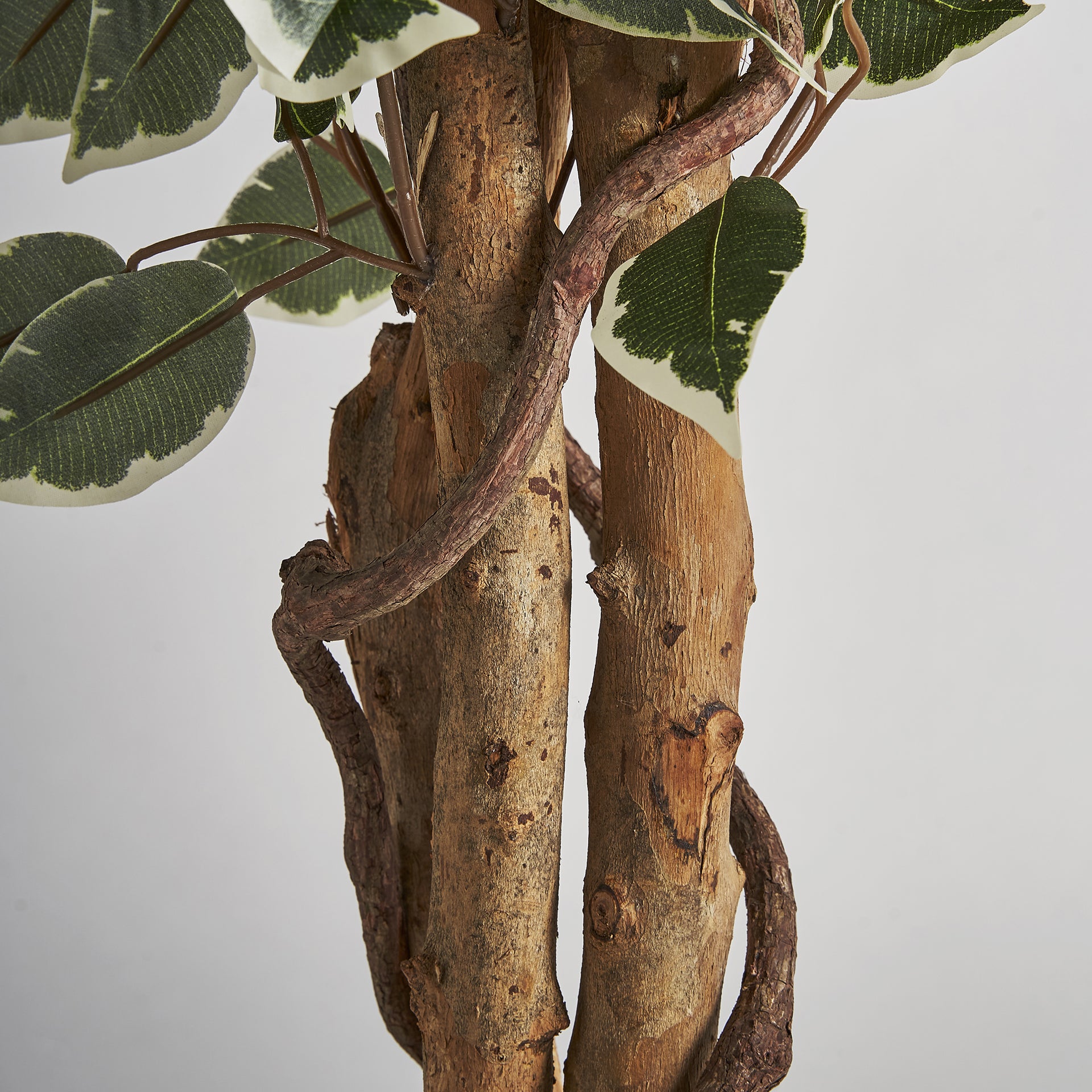 FICUS PLANT