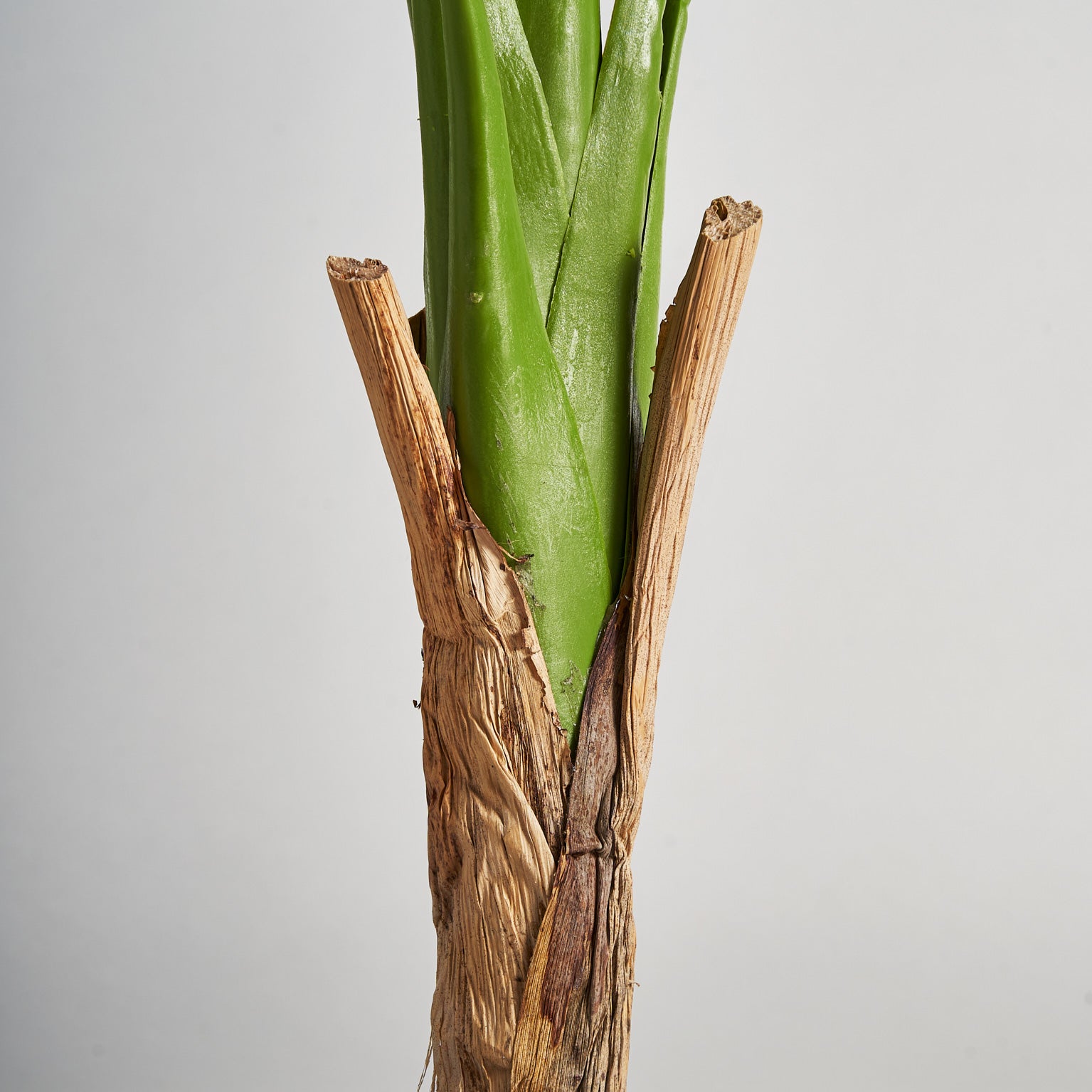 MONSTERA PLANT
