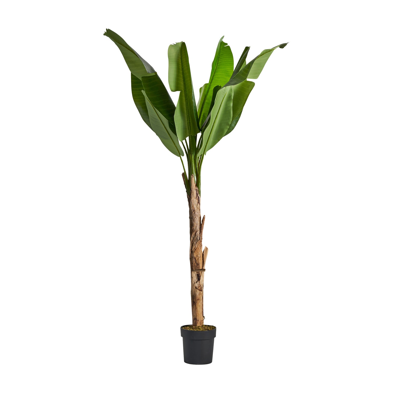 BANANERA PLANT