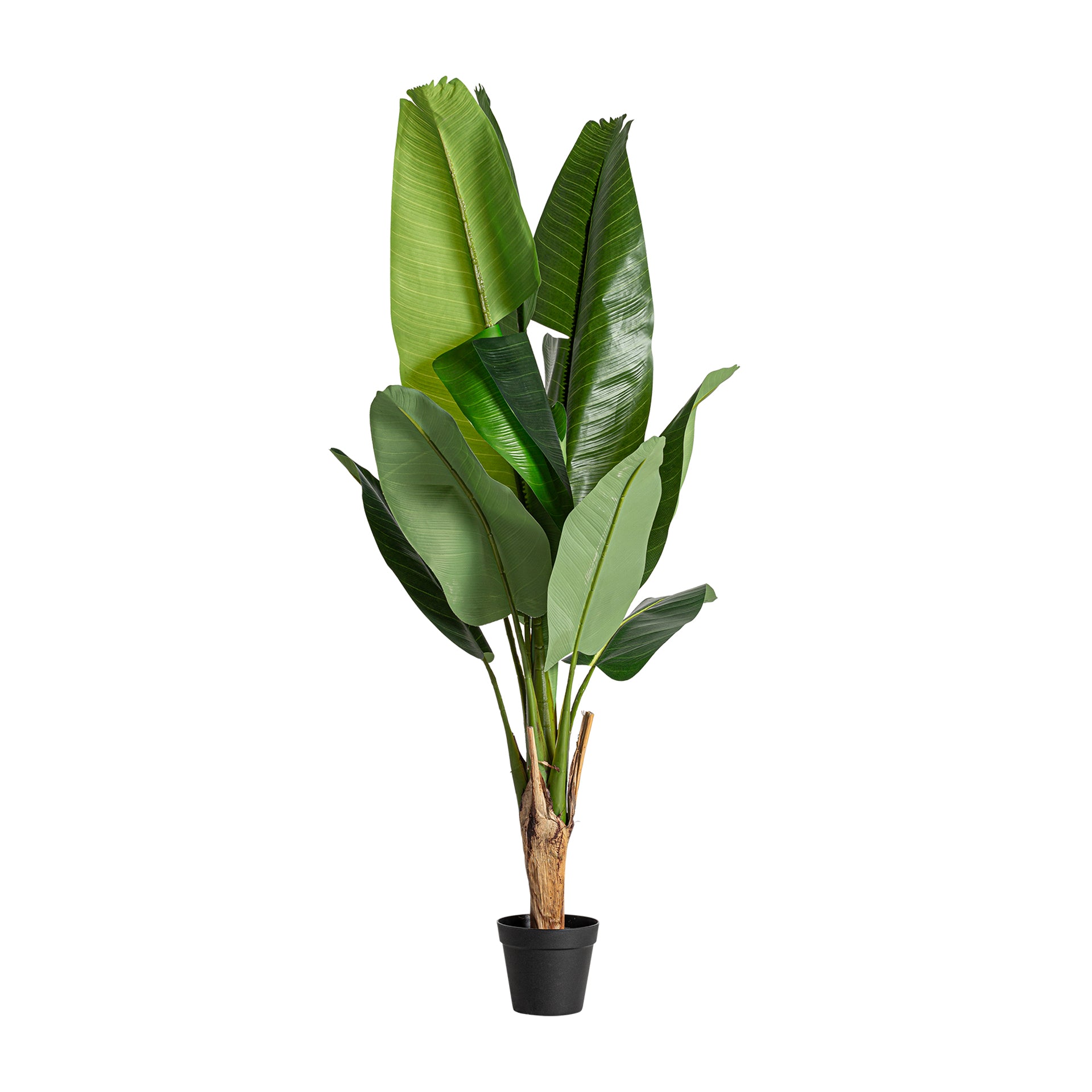 BANANERA PLANT