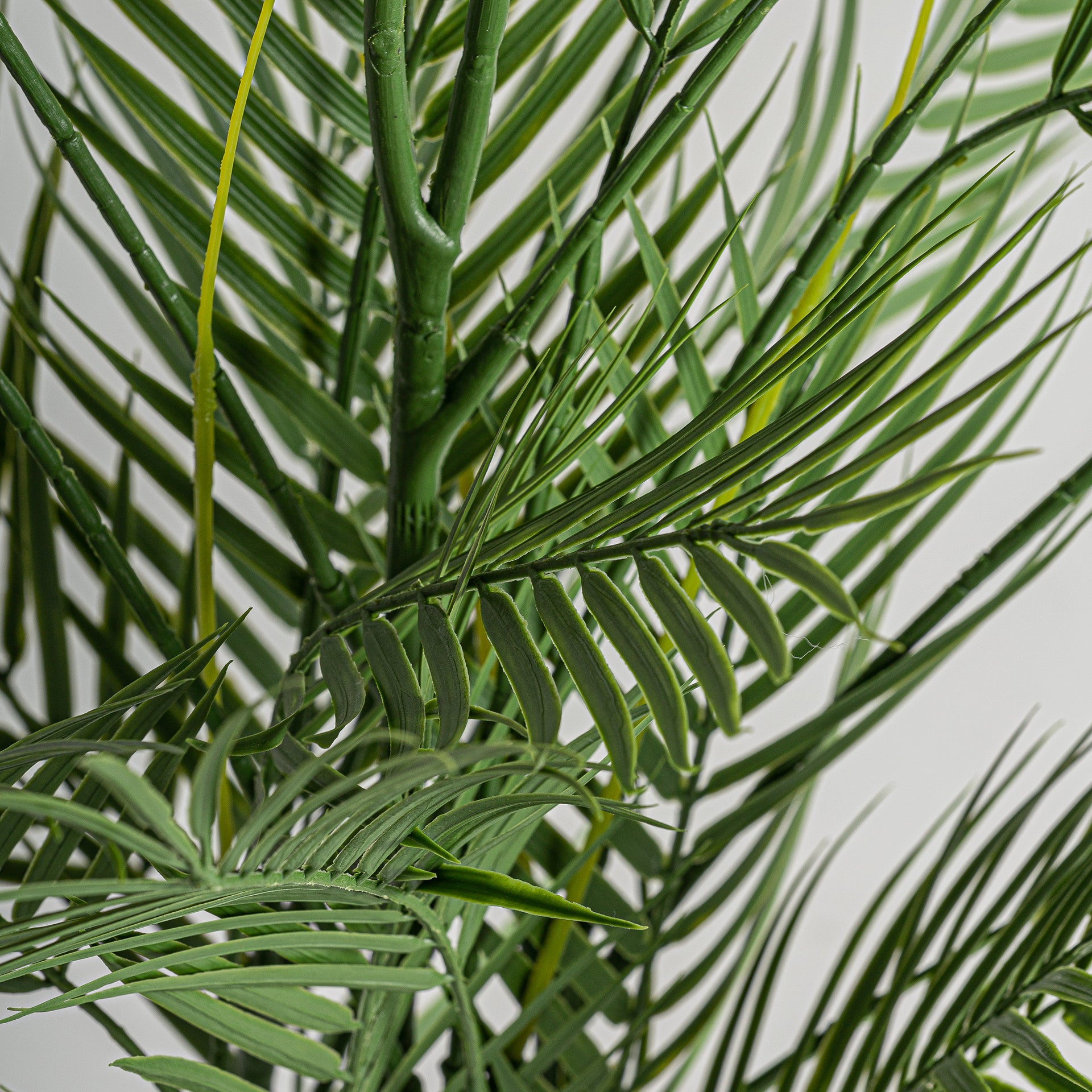 HELECHO PLANT