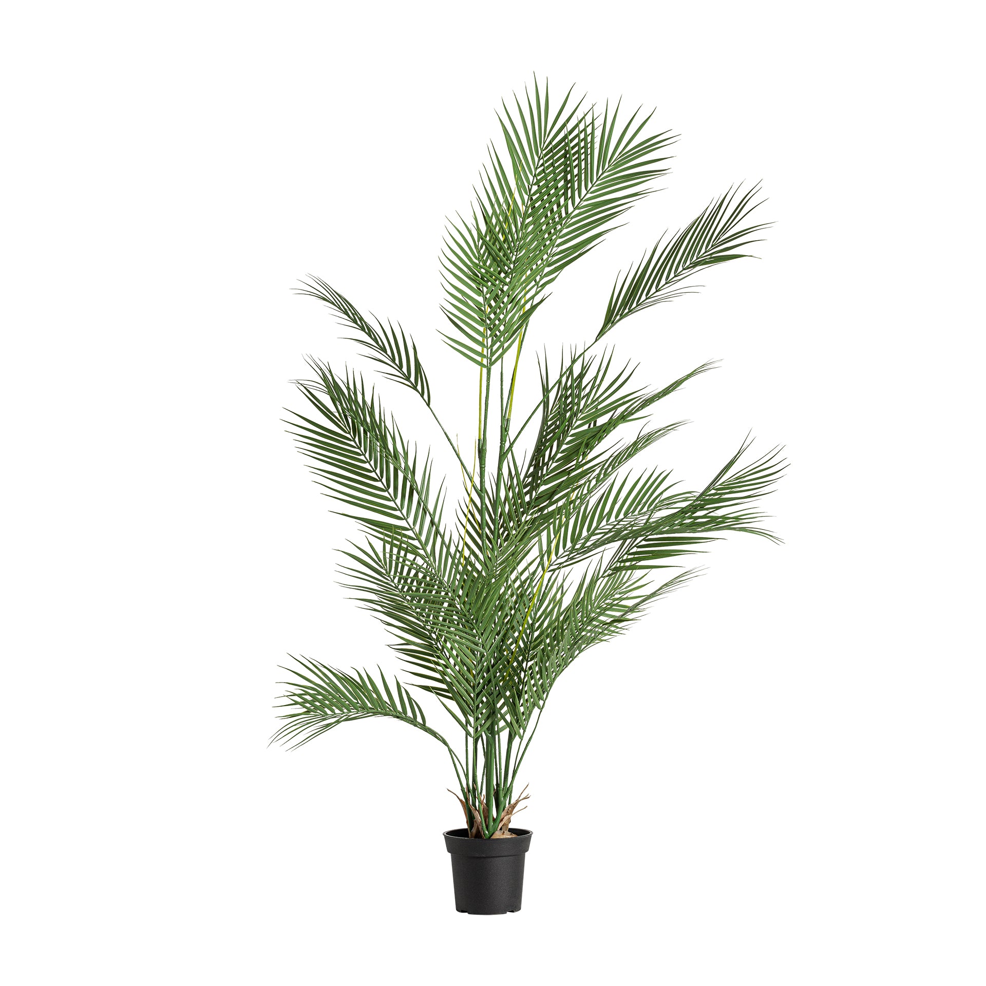 HELECHO PLANT