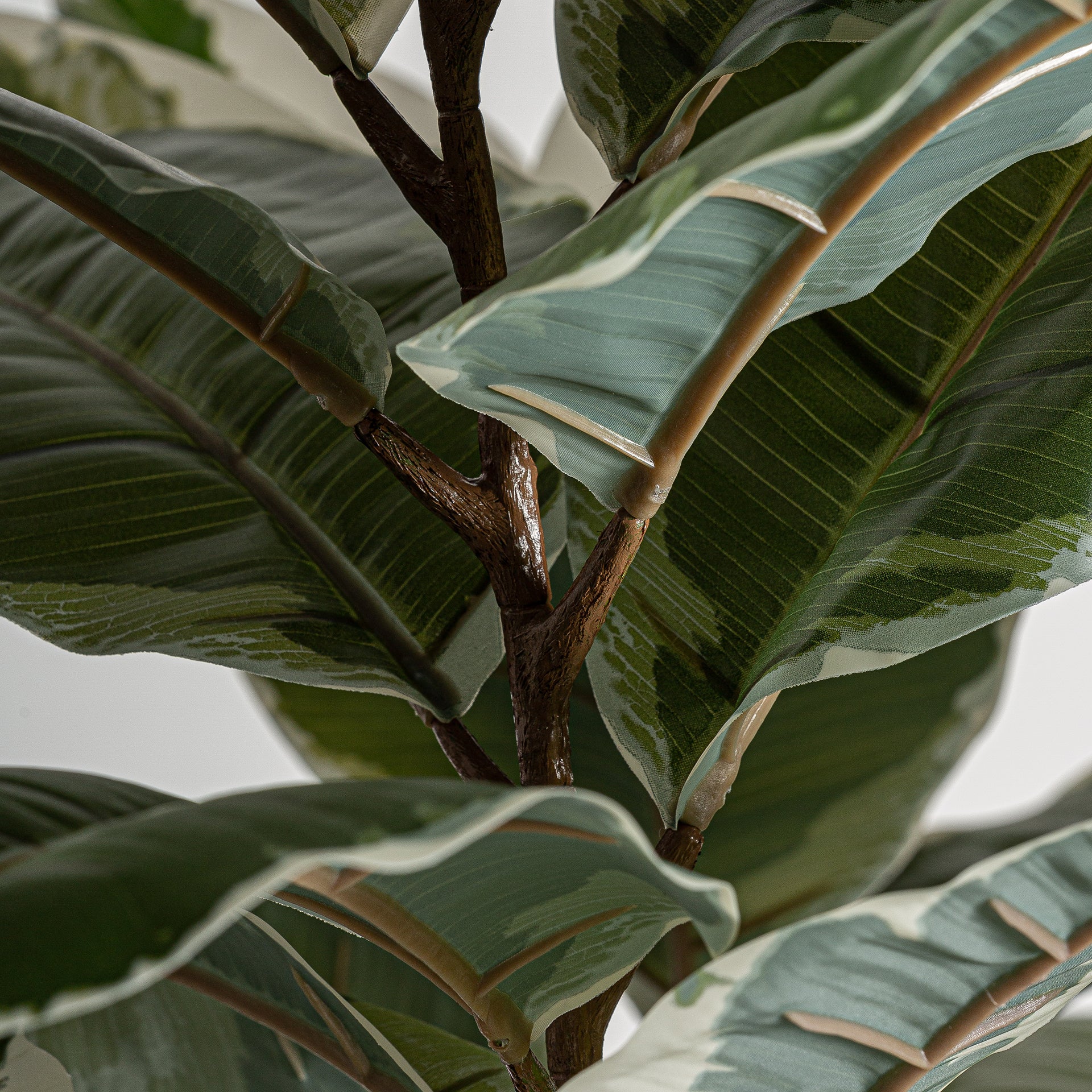 ROBLE BLANCO PLANT