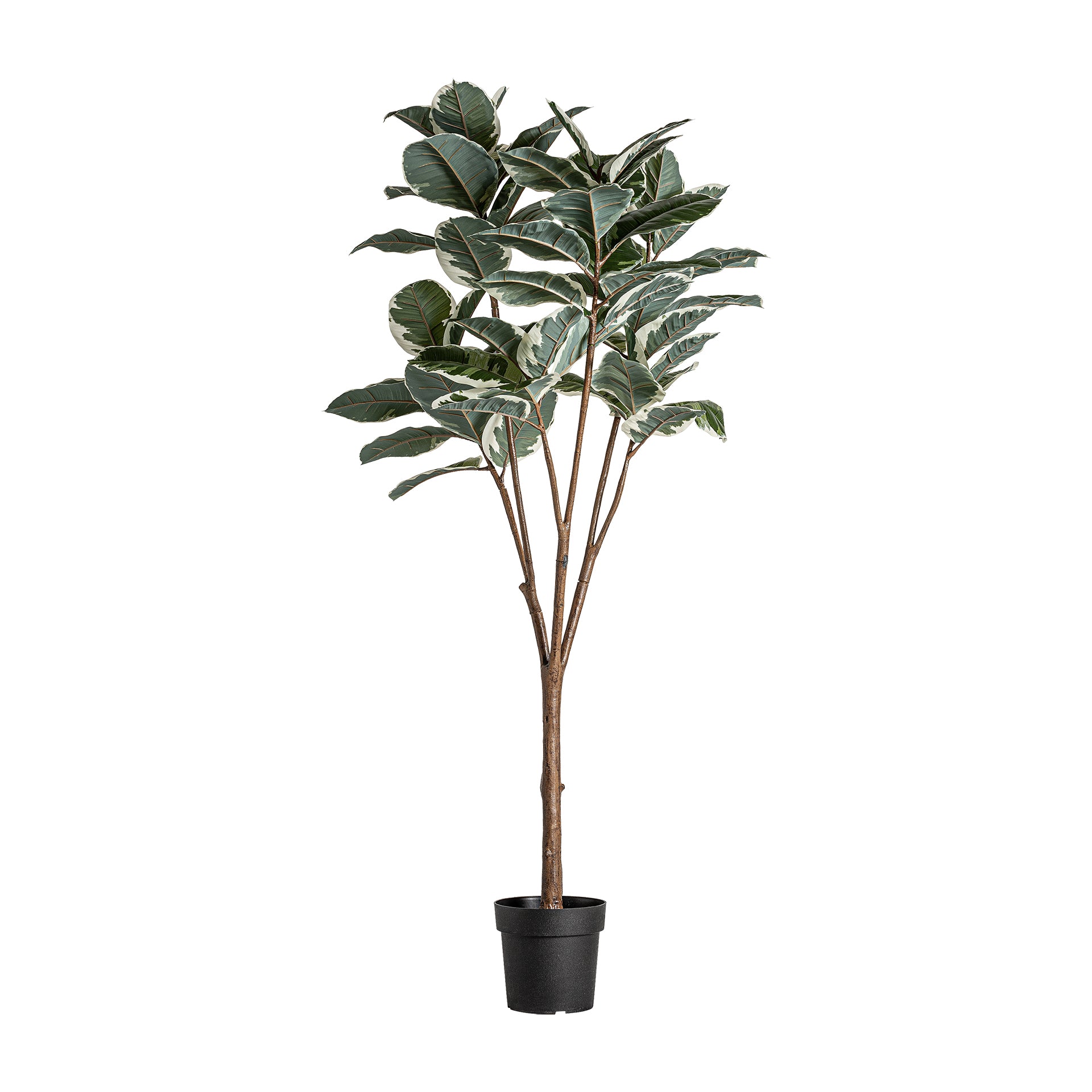ROBLE BLANCO PLANT