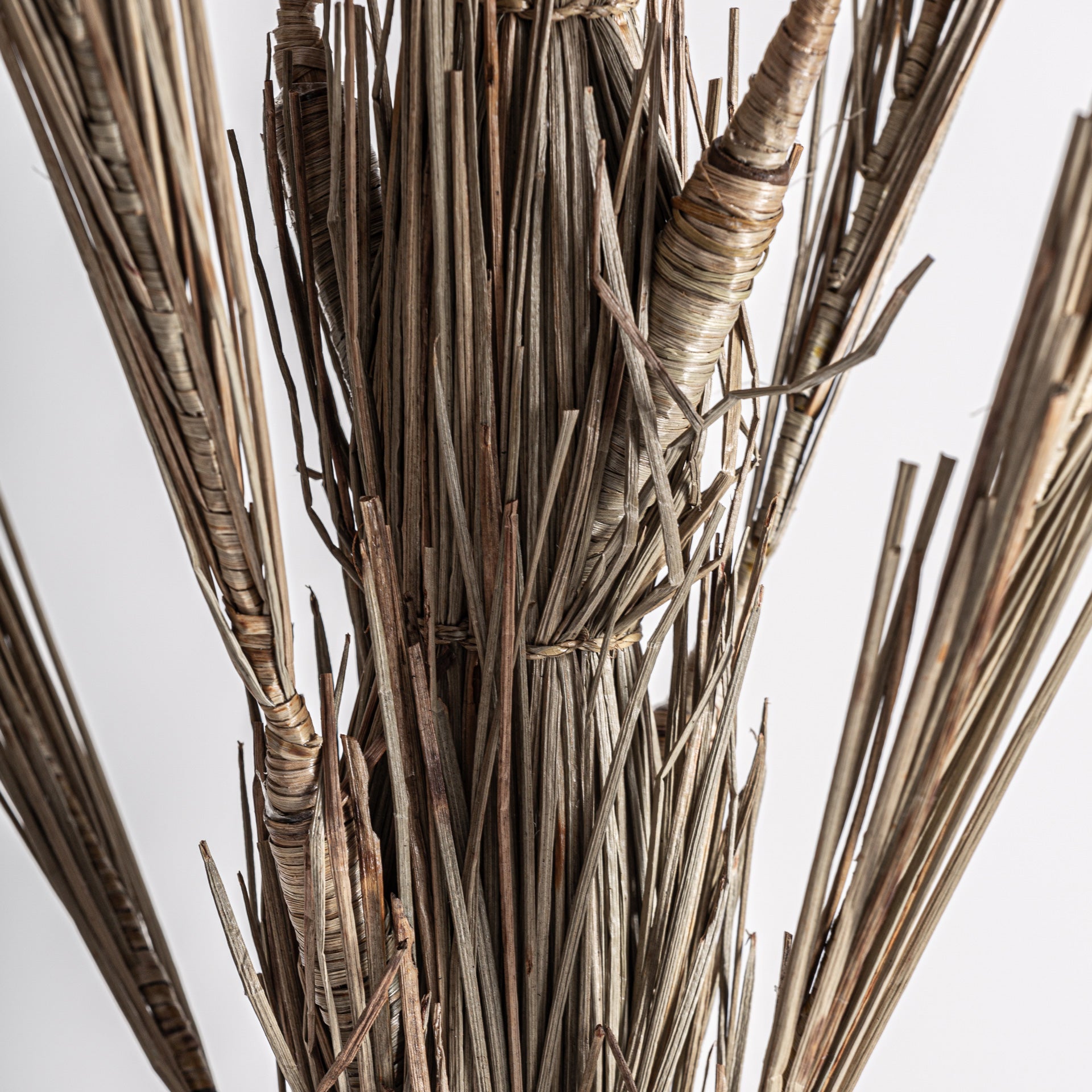 ARECA PLANT