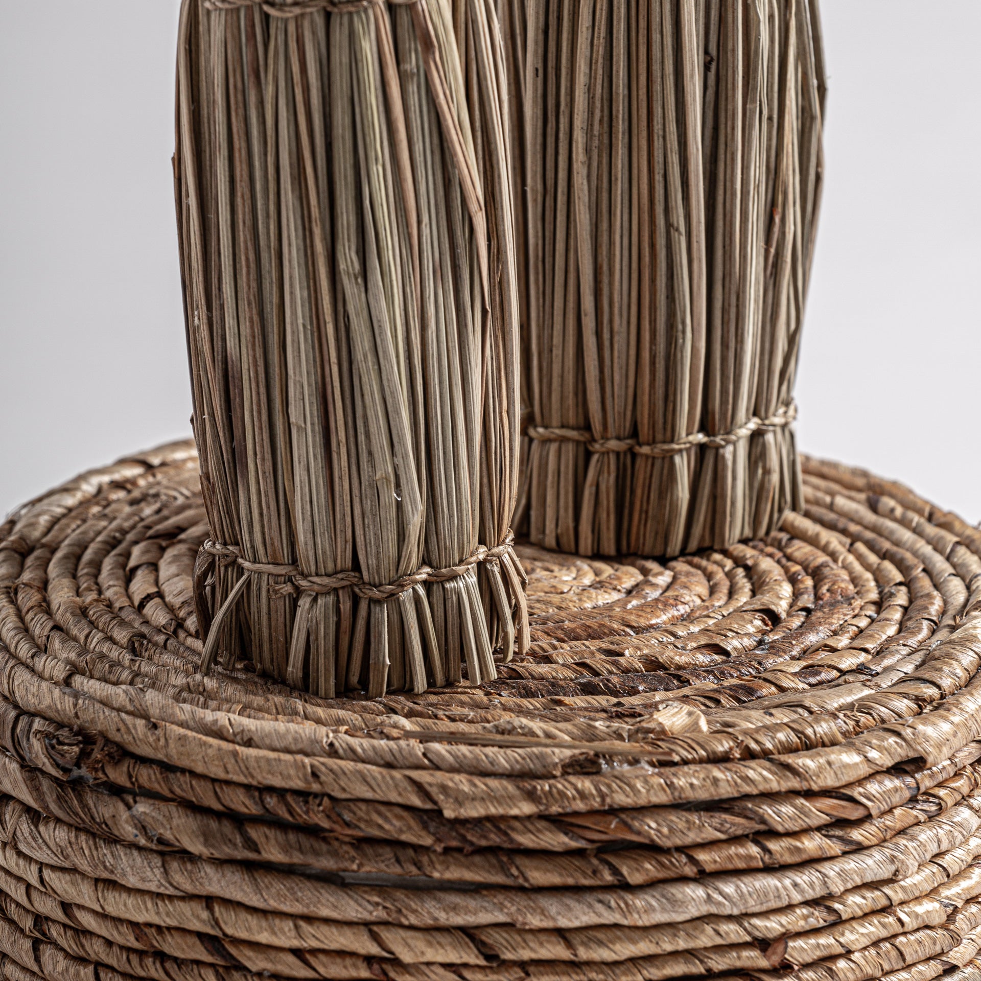 ARECA PLANT