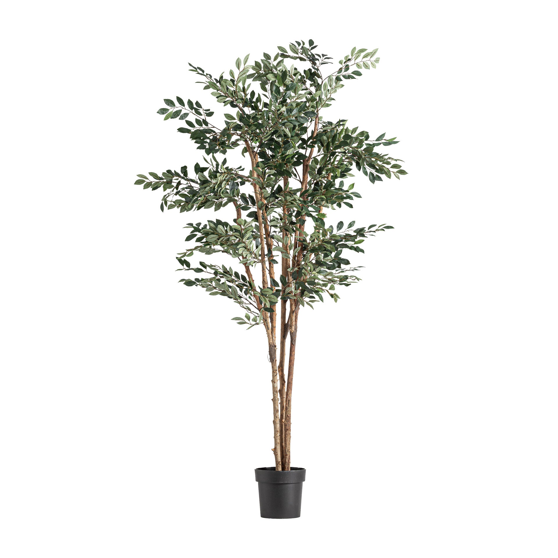FICUS PLANT