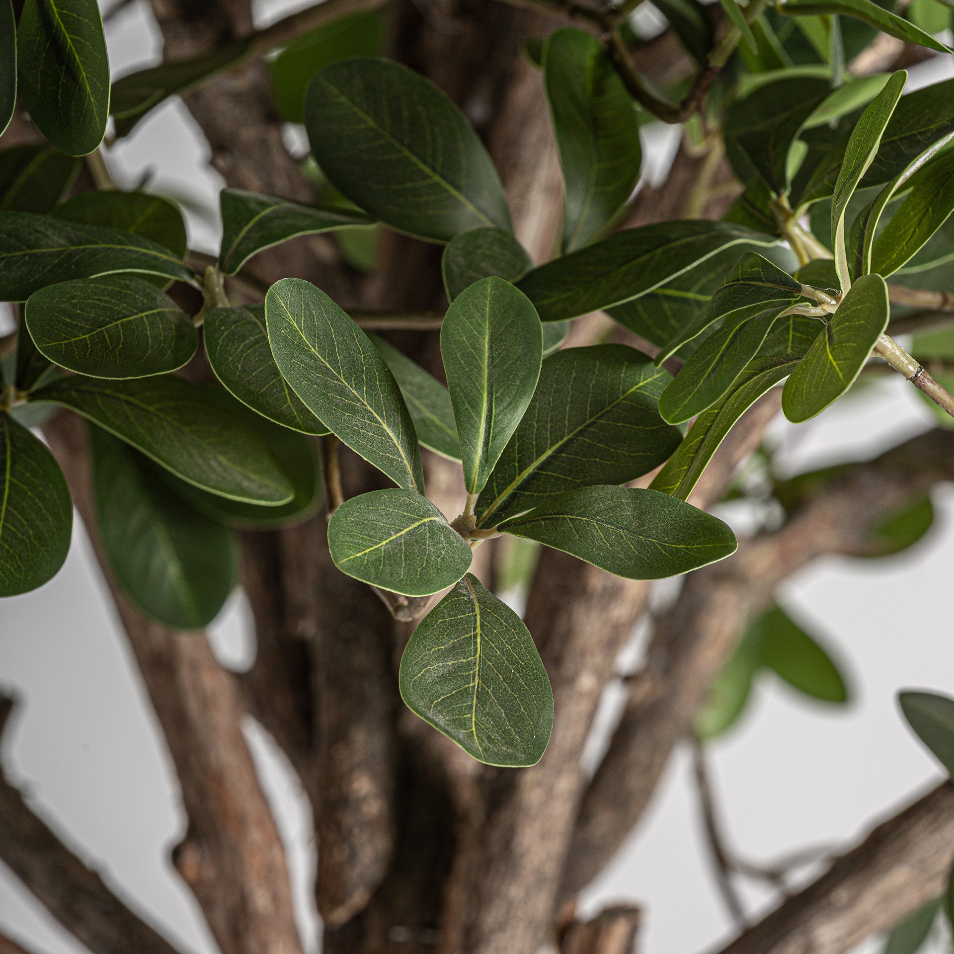 FICUS PLANT