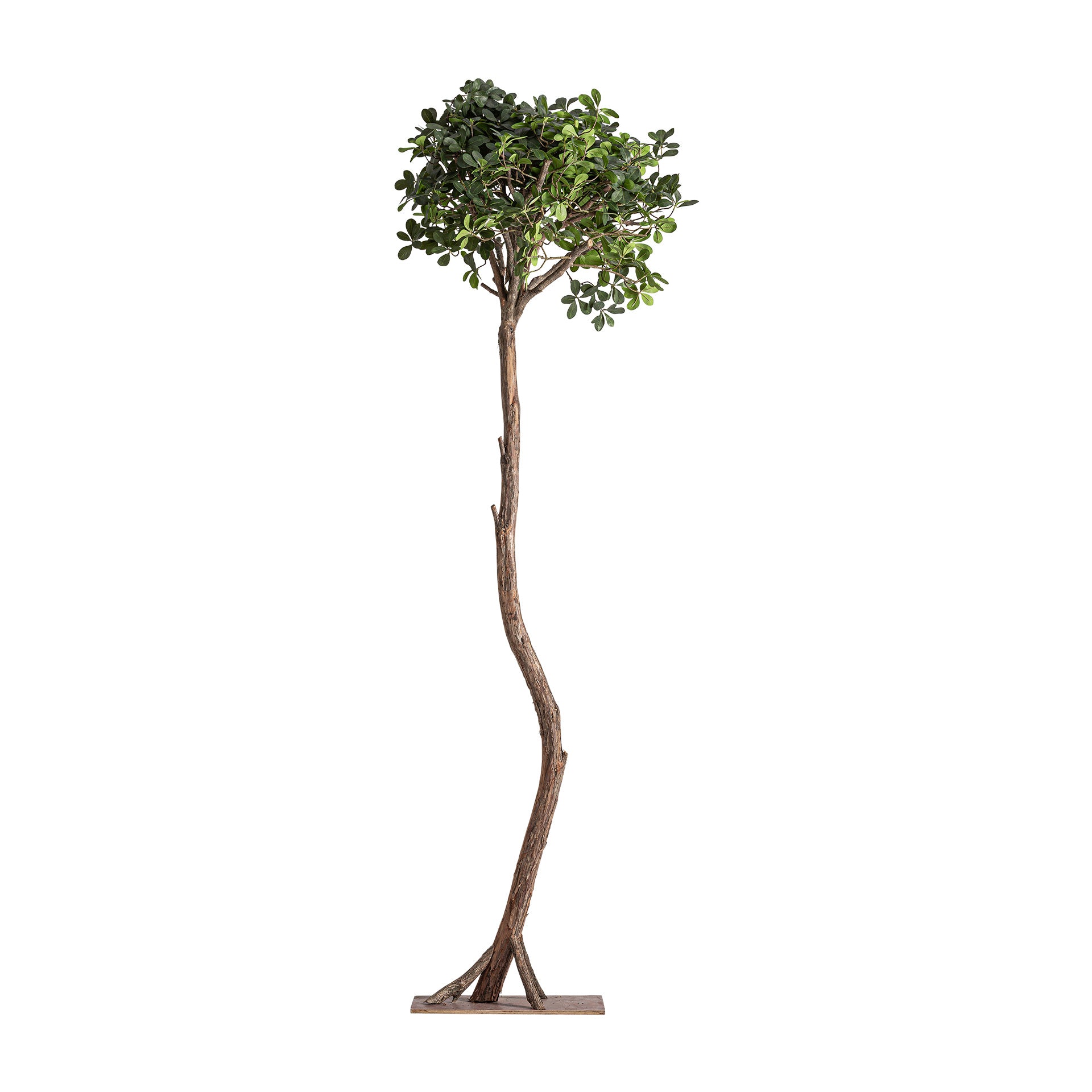 FICUS PLANT