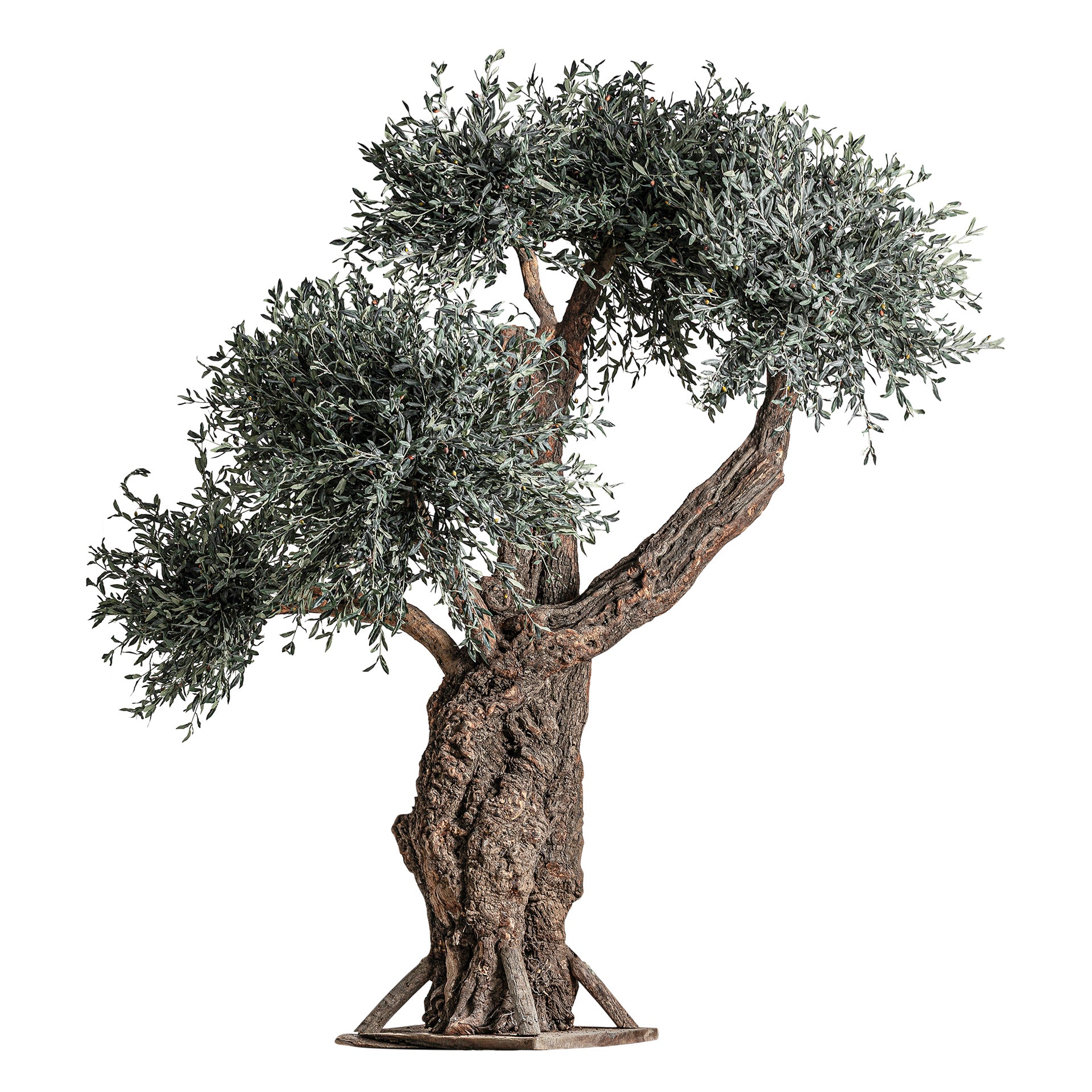 OLIVO PLANT